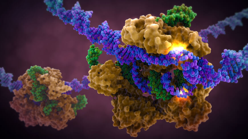 CRISPR Genome Editing