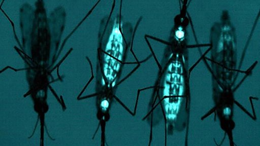 eradicate insects